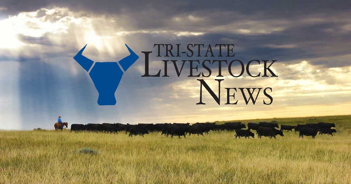 South African livestock industry in crisis as FMD spreads