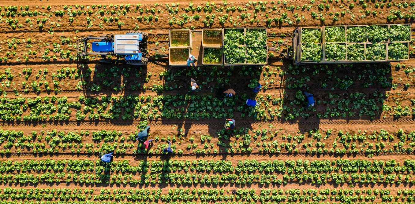 South Africa&rsquo;s new agricultural leadership should focus on getting things done, not designing new policies